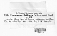 Hypocrea gelatinosa image